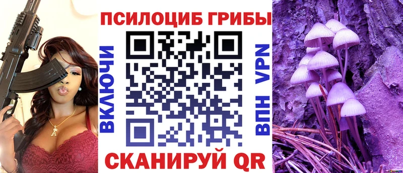 закладки  Багратионовск  Псилоцибиновые грибы Psilocybe 